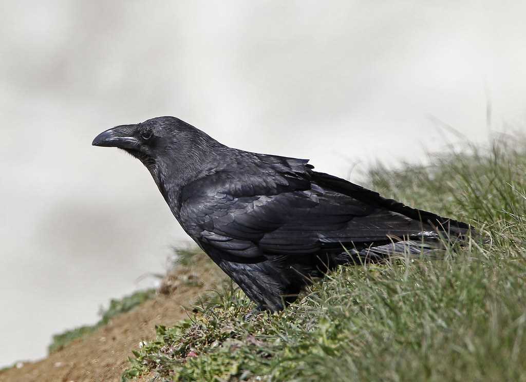 corvus-corax-datasheet