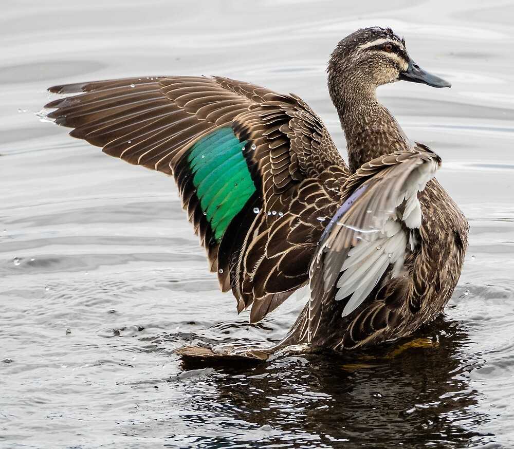 black-duck-datasheet