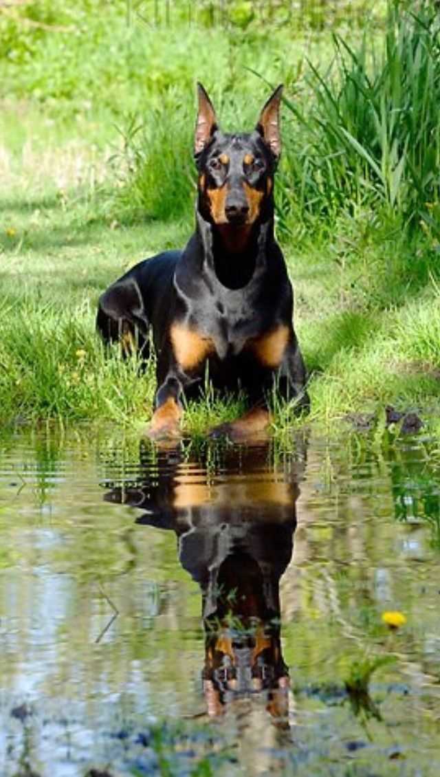 atw-doberman-datasheet atw-doberman-datasheet