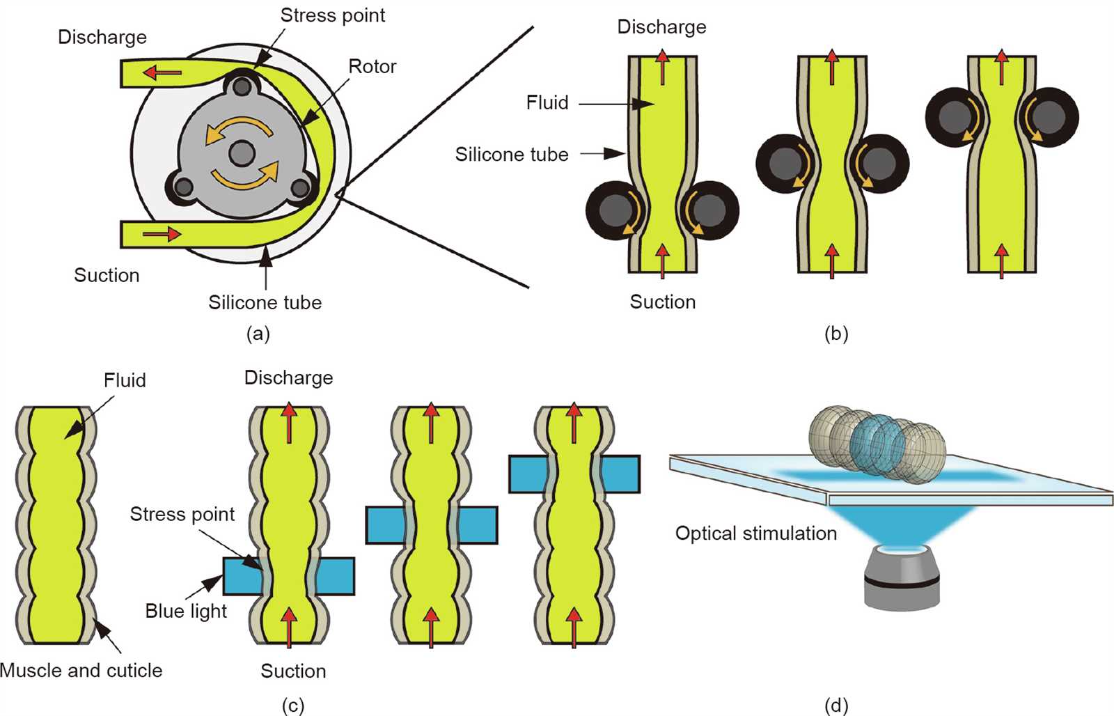 china-peristaltic-pump-datasheet
