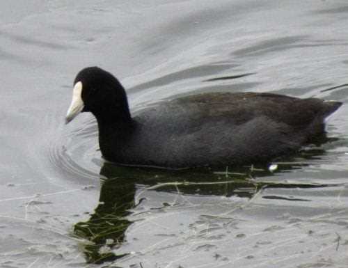 black-duck-datasheet